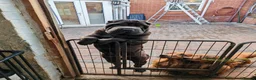 Shar Pei dogs for sale: James is looking for his forever home - Advert 1