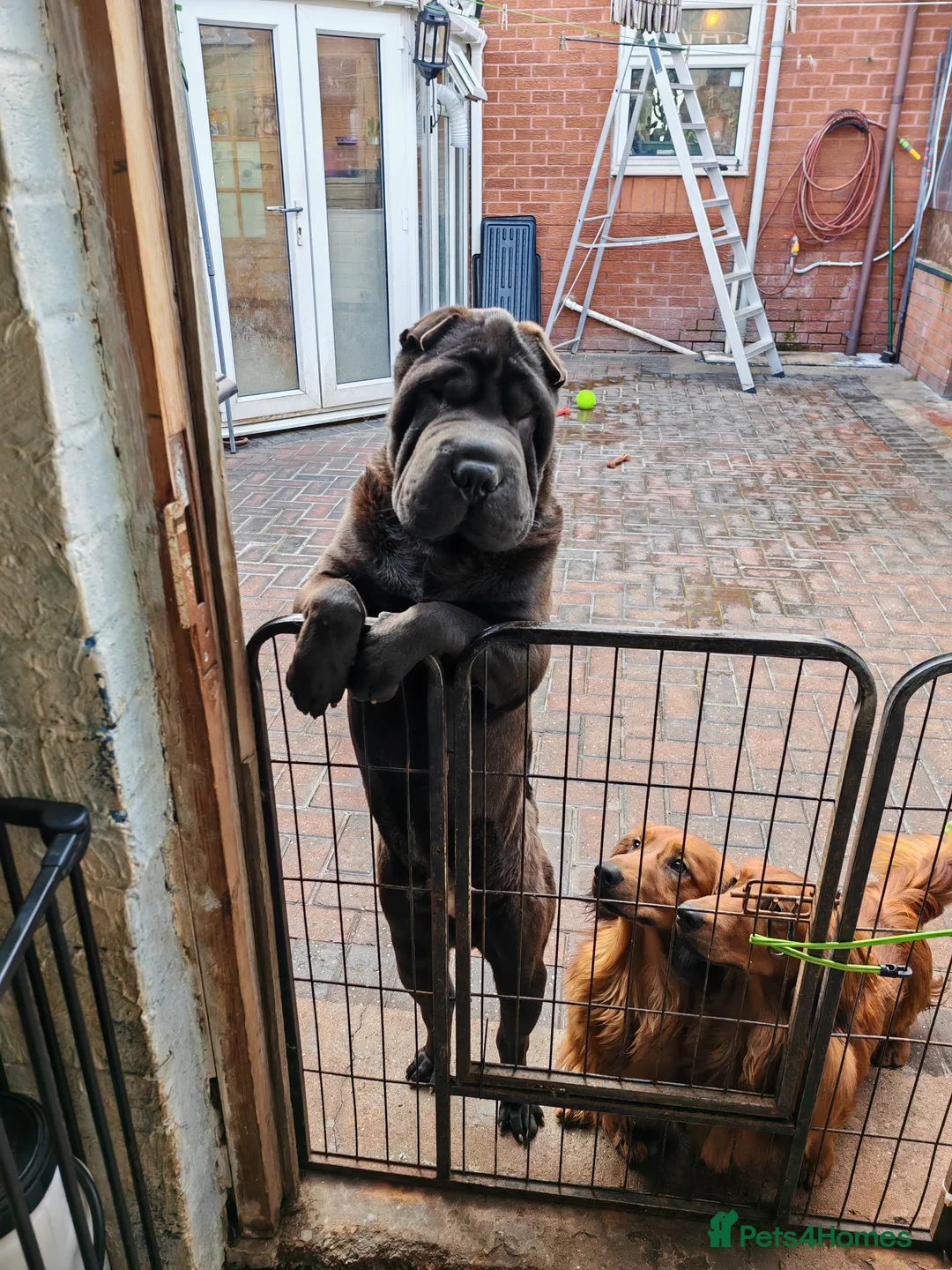 Shar Pei dogs for sale: James is looking for his forever home - Advert 1