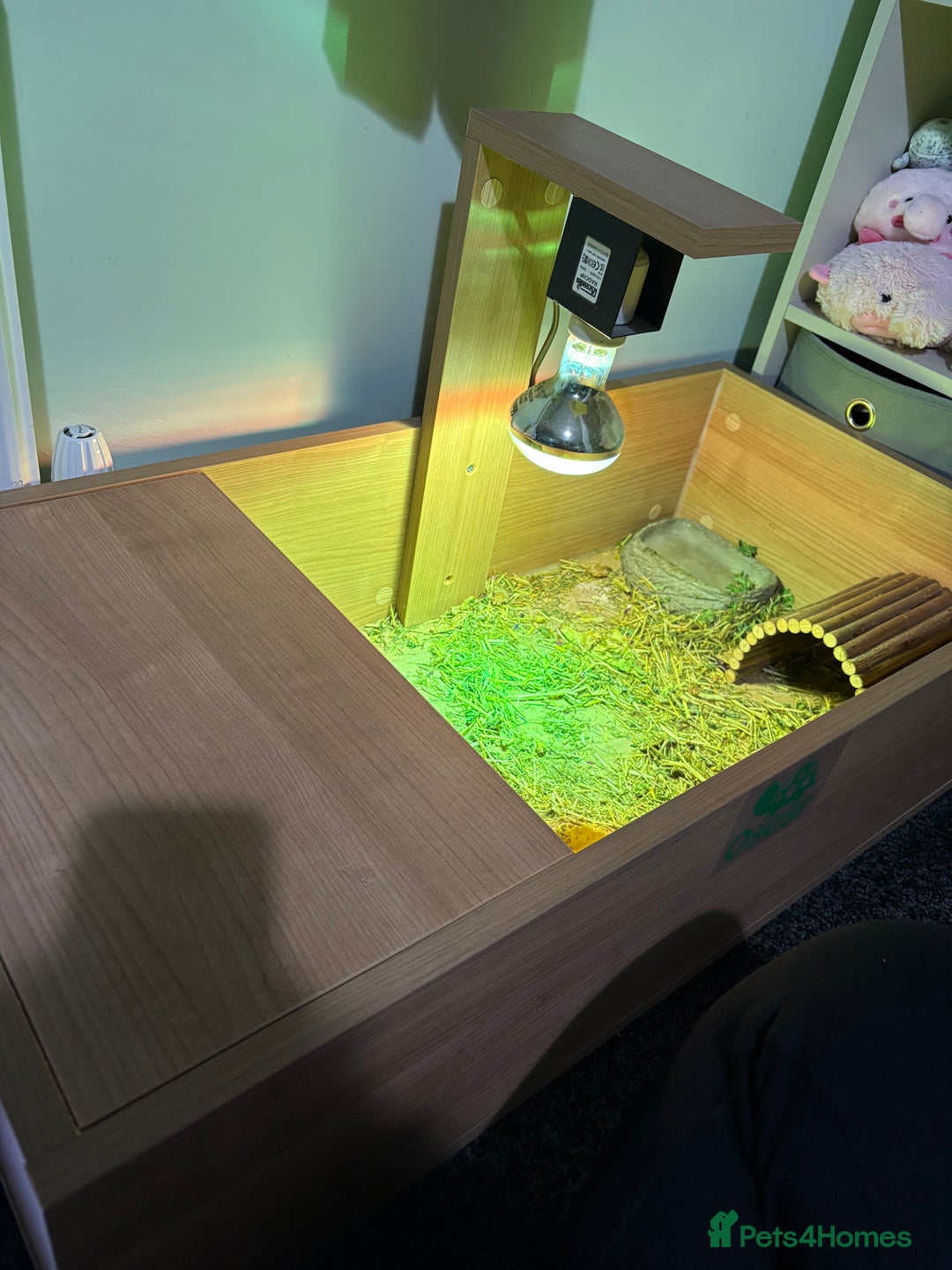 Tortoise reptiles for sale: Tortoise for sale  - Advert 5