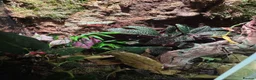 Mixed Breed reptiles for sale: established bioactive vivarium for sale. - Advert 6