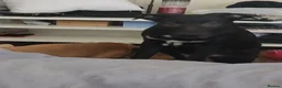 Mixed Breed dogs for sale: Sandy coco and pops - Advert 3