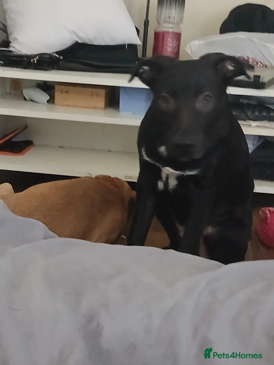 Mixed Breed dogs for sale: Sandy coco and pops - Advert 3
