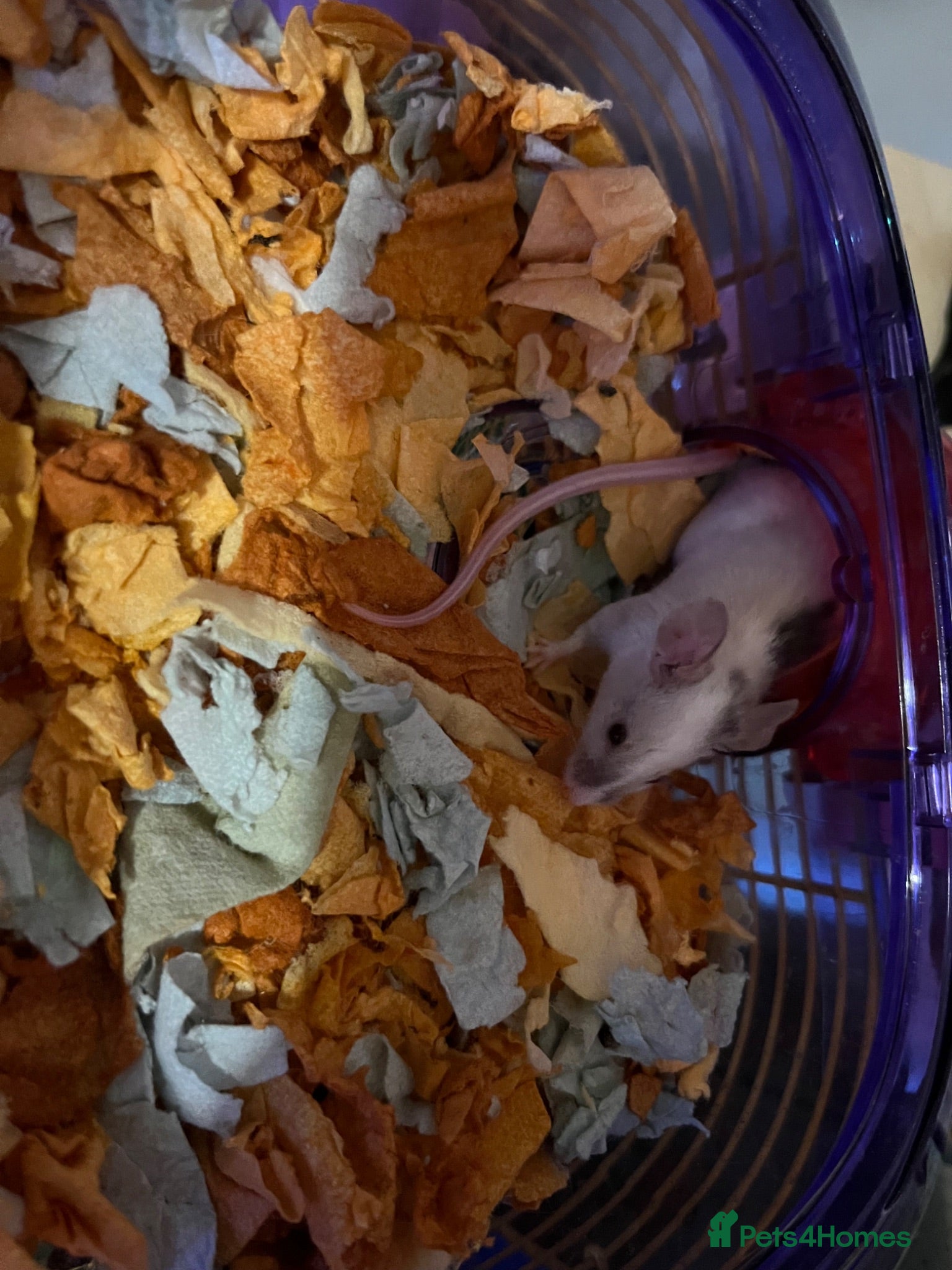 Mouse rodents 2 female Fancy mice and cage  - Advert 2