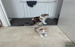 Domestic Shorthair cats for sale: two adorable kittens are looking for a home. - Image 10