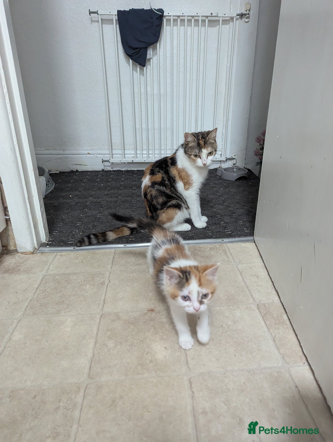 Domestic Shorthair cats for sale: two adorable kittens are looking for a home. - Image 10