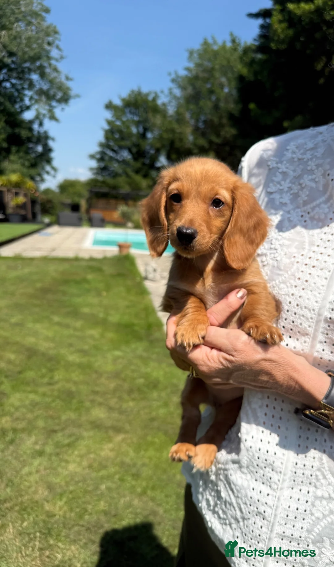 Miniature Dachshund dogs for sale: Beautiful long haired kc reg miniature dachshund  - Advert 2