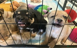 Mixed Breed dogs for sale: Pug X Collie pups (Pugollies) 3 Boys 2 Girls - Advert 1