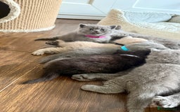 British Shorthair cats for sale: Stunning British short hair kittens  - Image 12