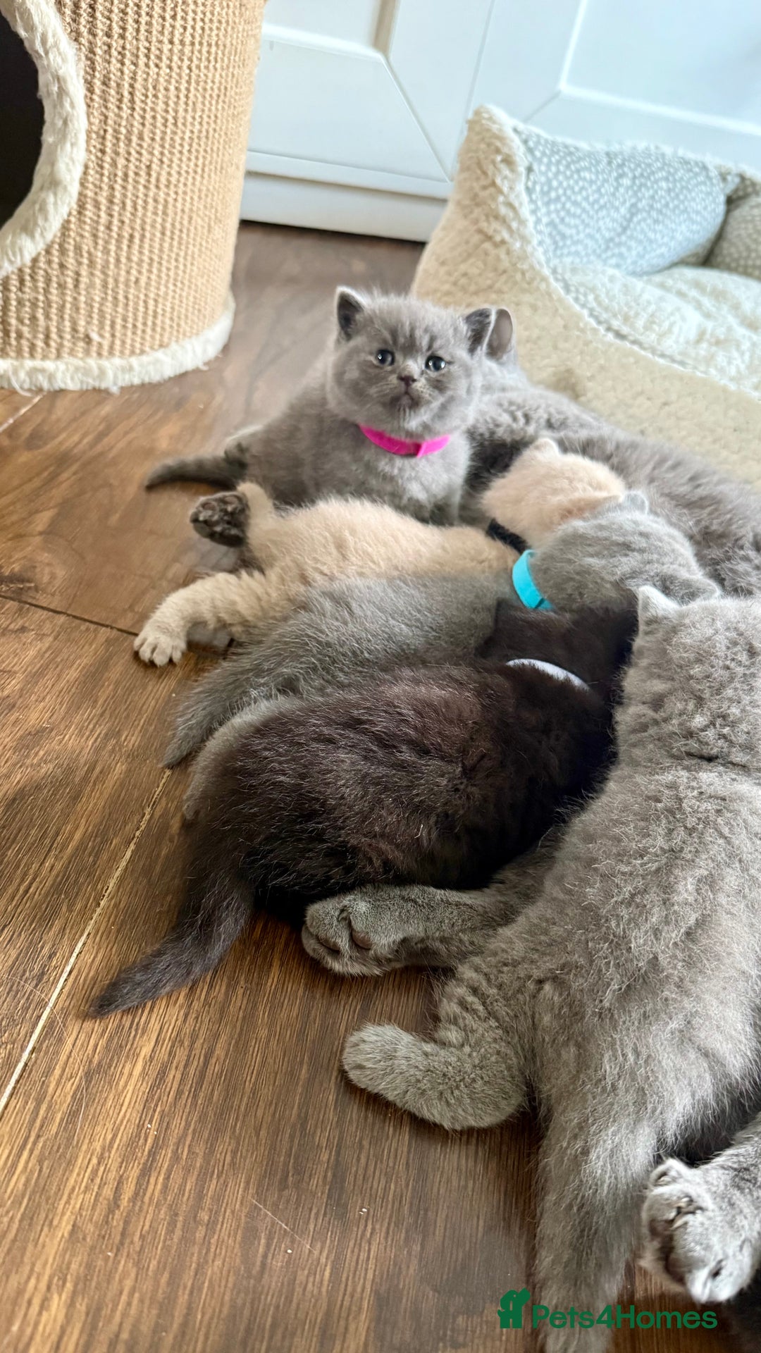 British Shorthair cats for sale: Stunning British short hair kittens  - Image 12