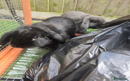 Mini Lop rabbits for sale: Two mini lop rabbits from different litter  - Image 2