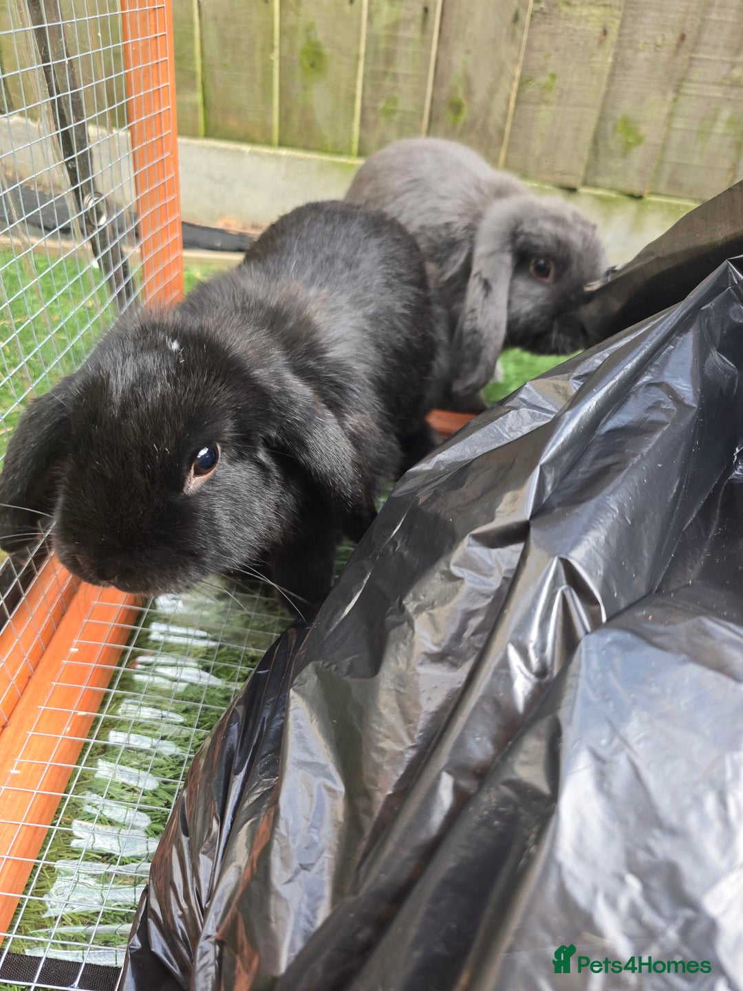 Mini Lop rabbits for sale: Two mini lop rabbits from different litter  - Image 2
