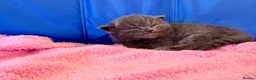 Maine Coon cats for sale: MAGICAL MAINE COON KITTENS - Advert 24