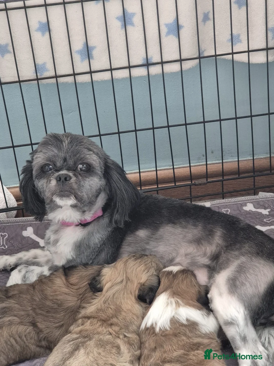 Shih Tzu dogs for sale: Shih Tzu puppies - Advert 2