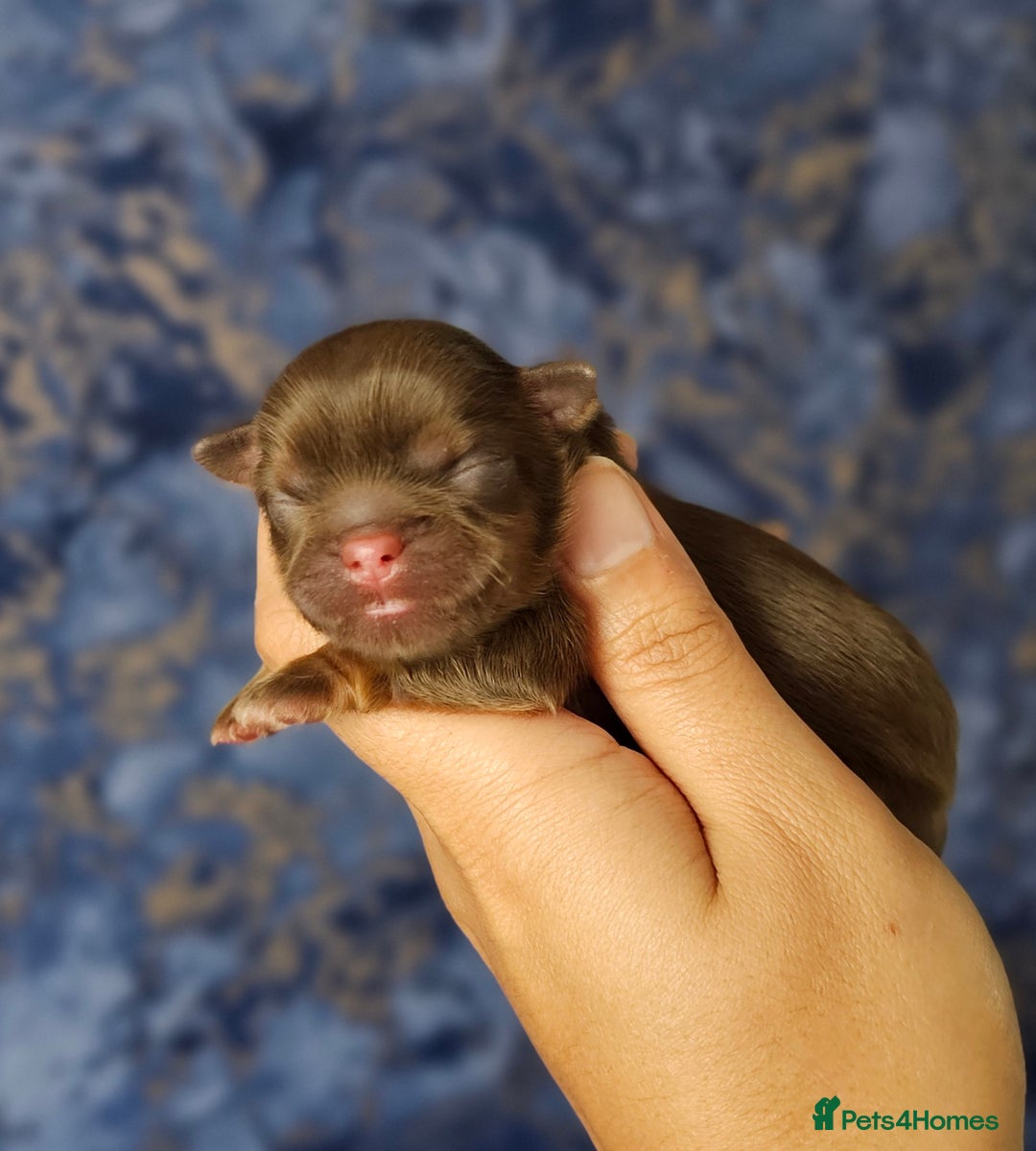 Shih Tzu dogs for sale: Chocolate Imperial Shih Tzu Puppies  - Image 4