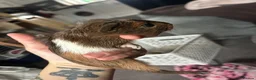Guinea Pig rodents for sale: Mixed guinea pigs  in Sunderland - Advert 5