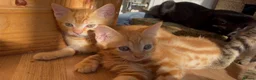 Mixed Breed cats for sale: Bengal/Maine Coon mix • stunning & affectionate  - Advert 4