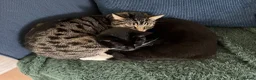 Mixed Breed cats for sale: 4 adult cats for sale/adoption - 2 boys, 2 girls  in Glossop - Advert 12