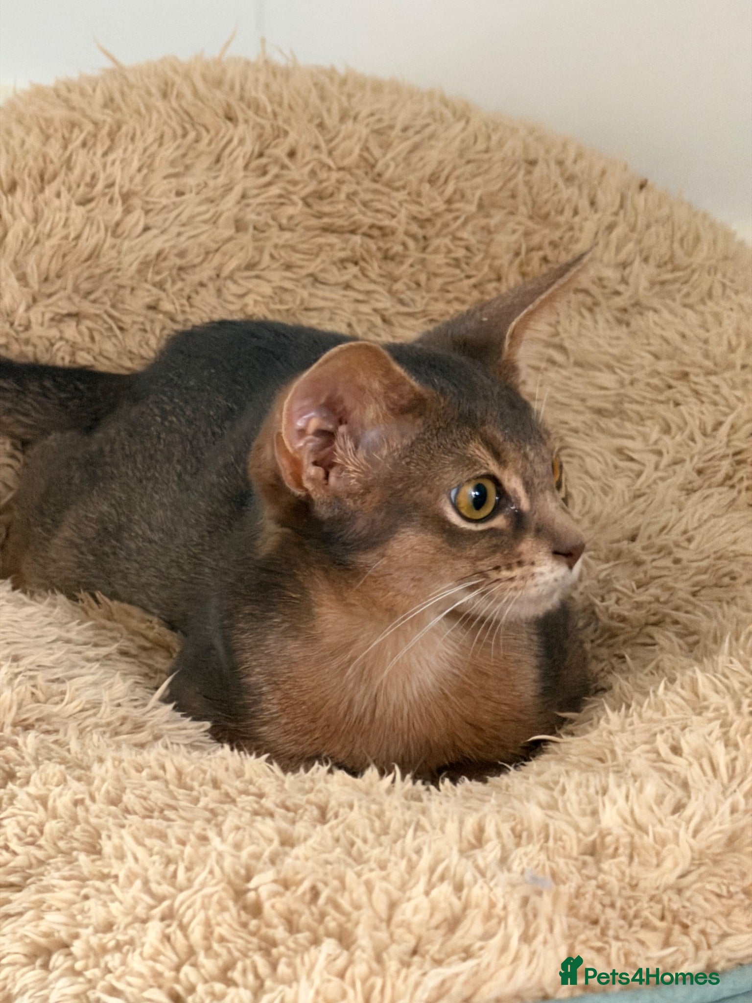 Abyssinian cats     Gorgeous kittens from champion parents 😽 - Advert 10