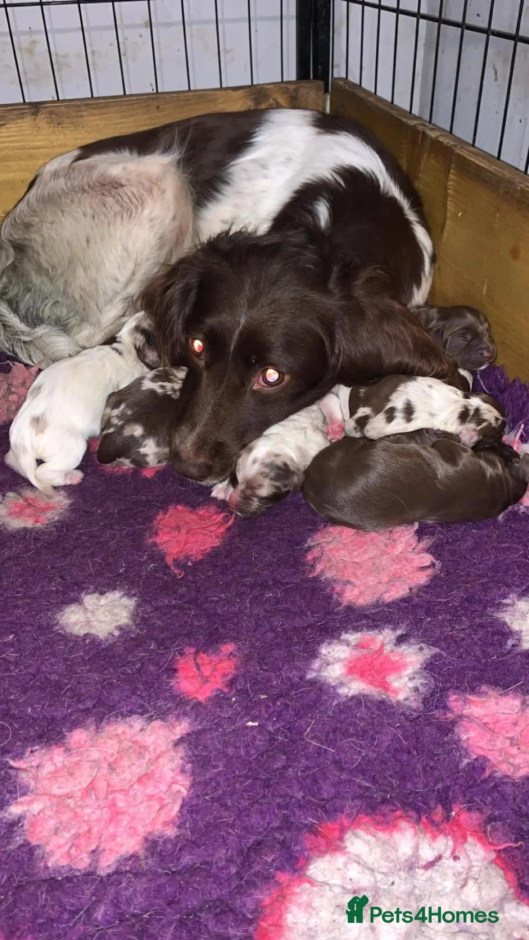 Sprocker dogs for sale: READY NOW Cocker spaniel puppies. - Advert 2
