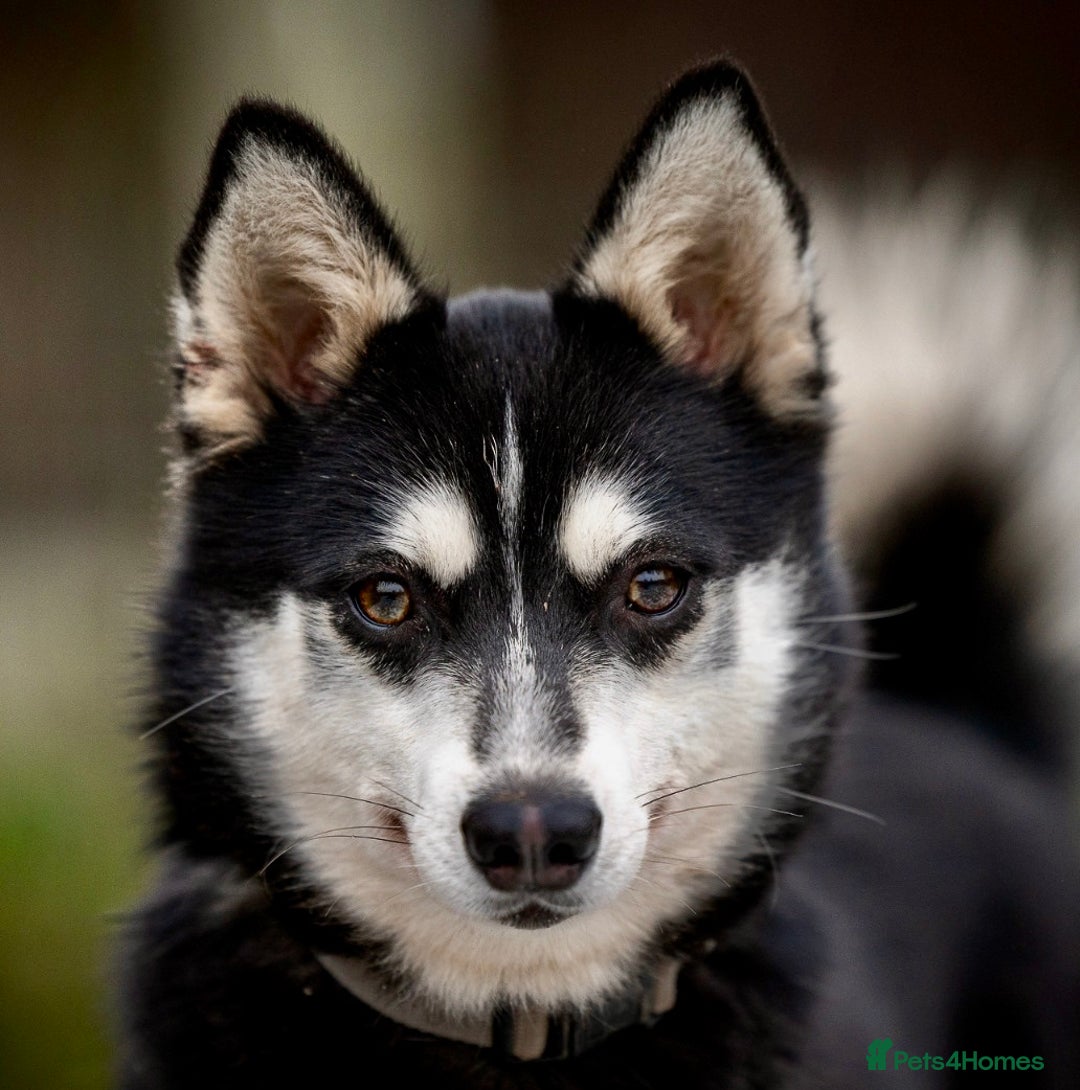 Pomsky dogs for adoption: TUCKER – Male Pomsky  - Advert 3