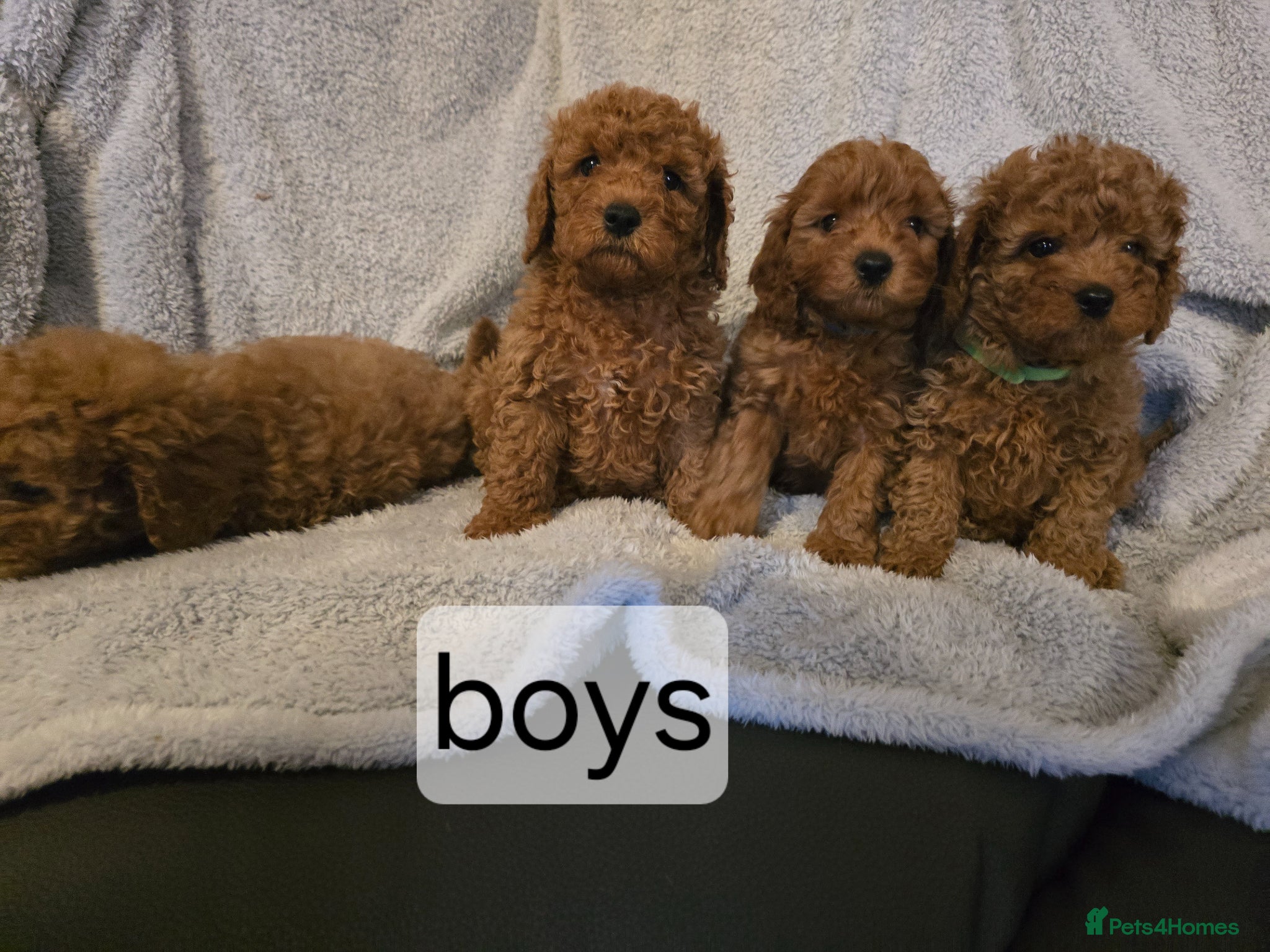 Cavapoo dogs 5 cavapoo pups ready to leave  - Advert 1