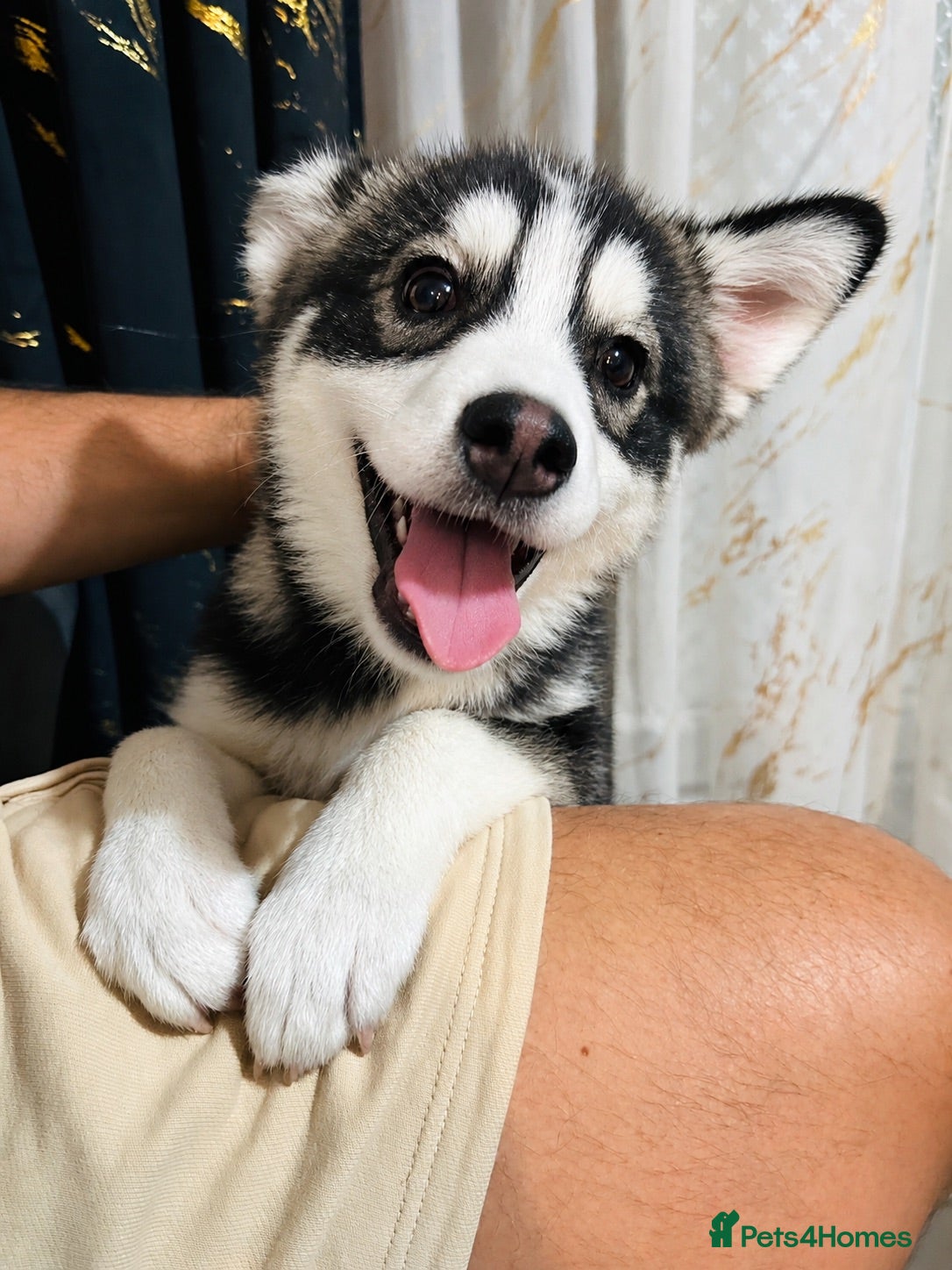 Pomsky dogs Price reduction Last boy F4 Pomsky  - Advert 15