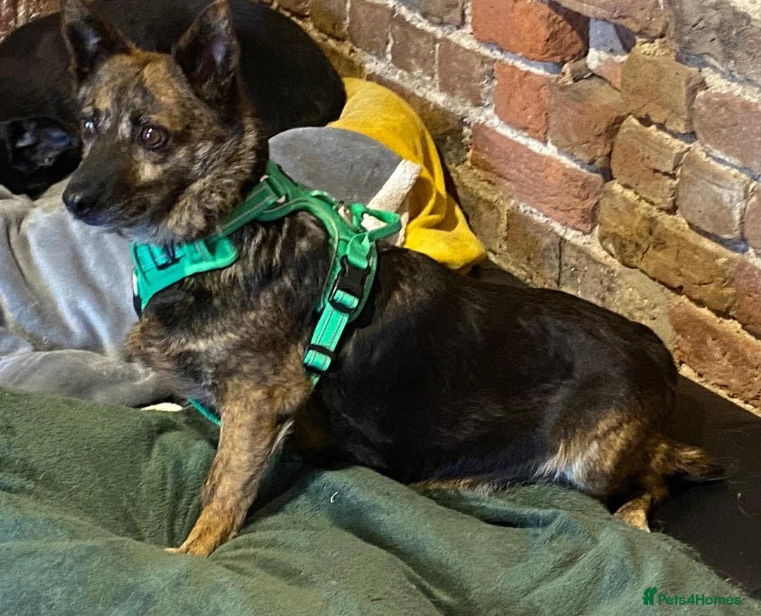 Mixed Breed dogs for adoption: Could Charlotte be your perfect little companion? in Spalding - Advert 2