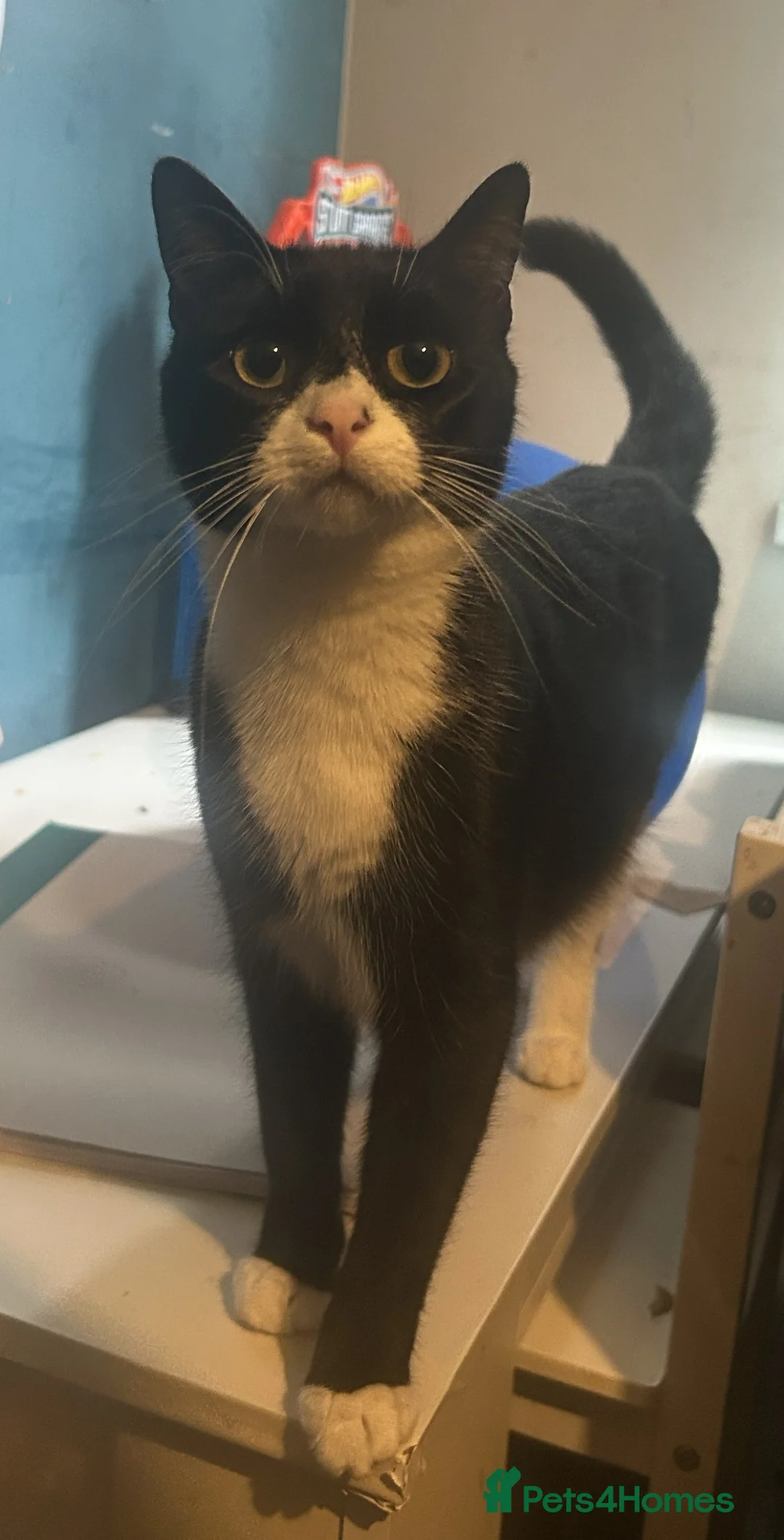 Domestic Shorthair cats for sale: 2 Female Kittens in Tamworth - Advert 2