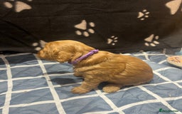 Cockapoo dogs for sale: Ready Monday 2 Cockapoo females  - Advert 30