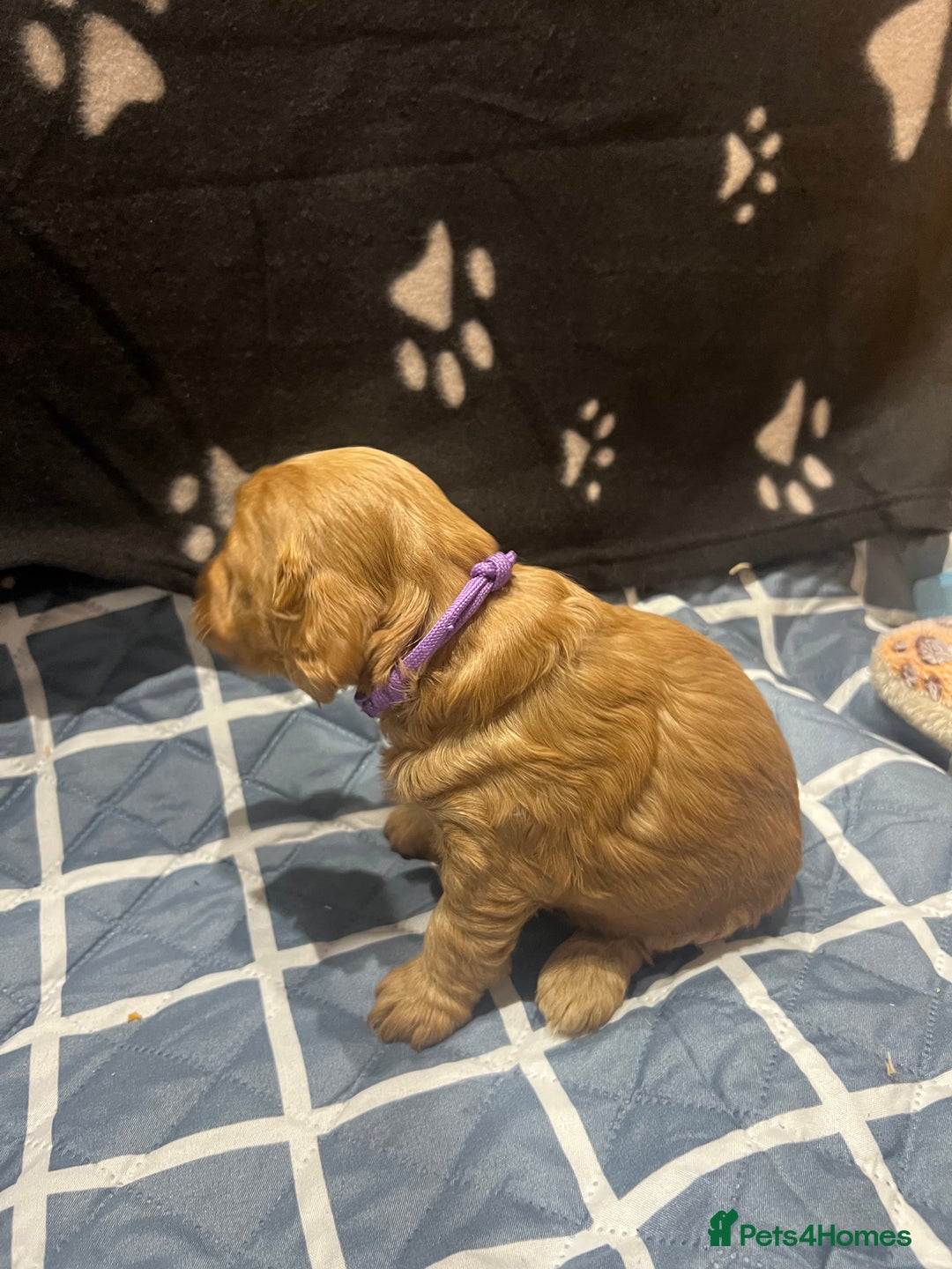 Cockapoo dogs for sale: Ready Monday 2 Cockapoo females  - Advert 30