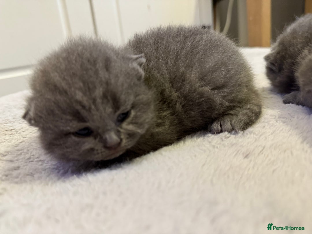 British Shorthair cats for sale: ✨British Shorthair GCCF 5 generation Pedigree✨ - Advert 16