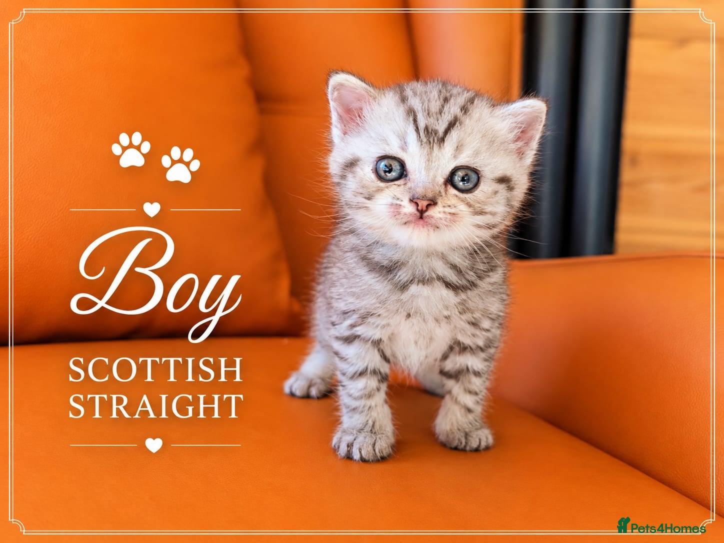 Scottish Fold cats for sale: Scotish Fold Kittens - Advert 4