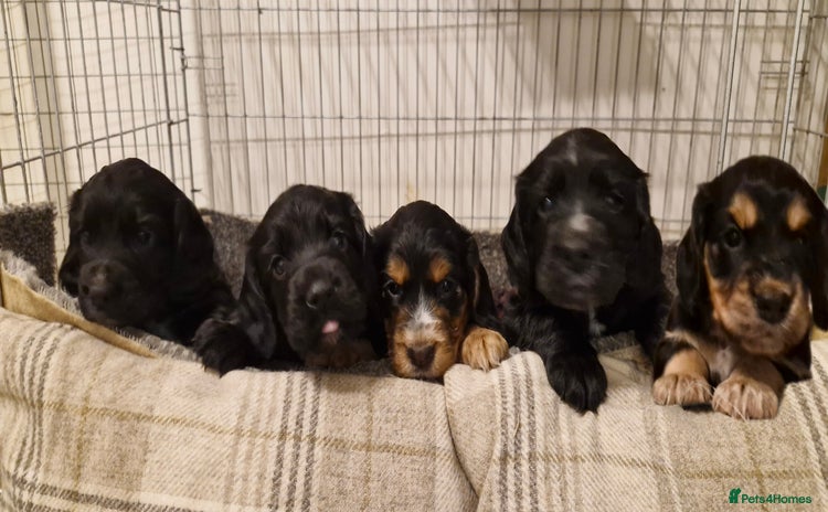 Cocker Spaniel dogs - Advert 14
