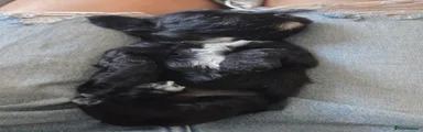Shihpoo 3