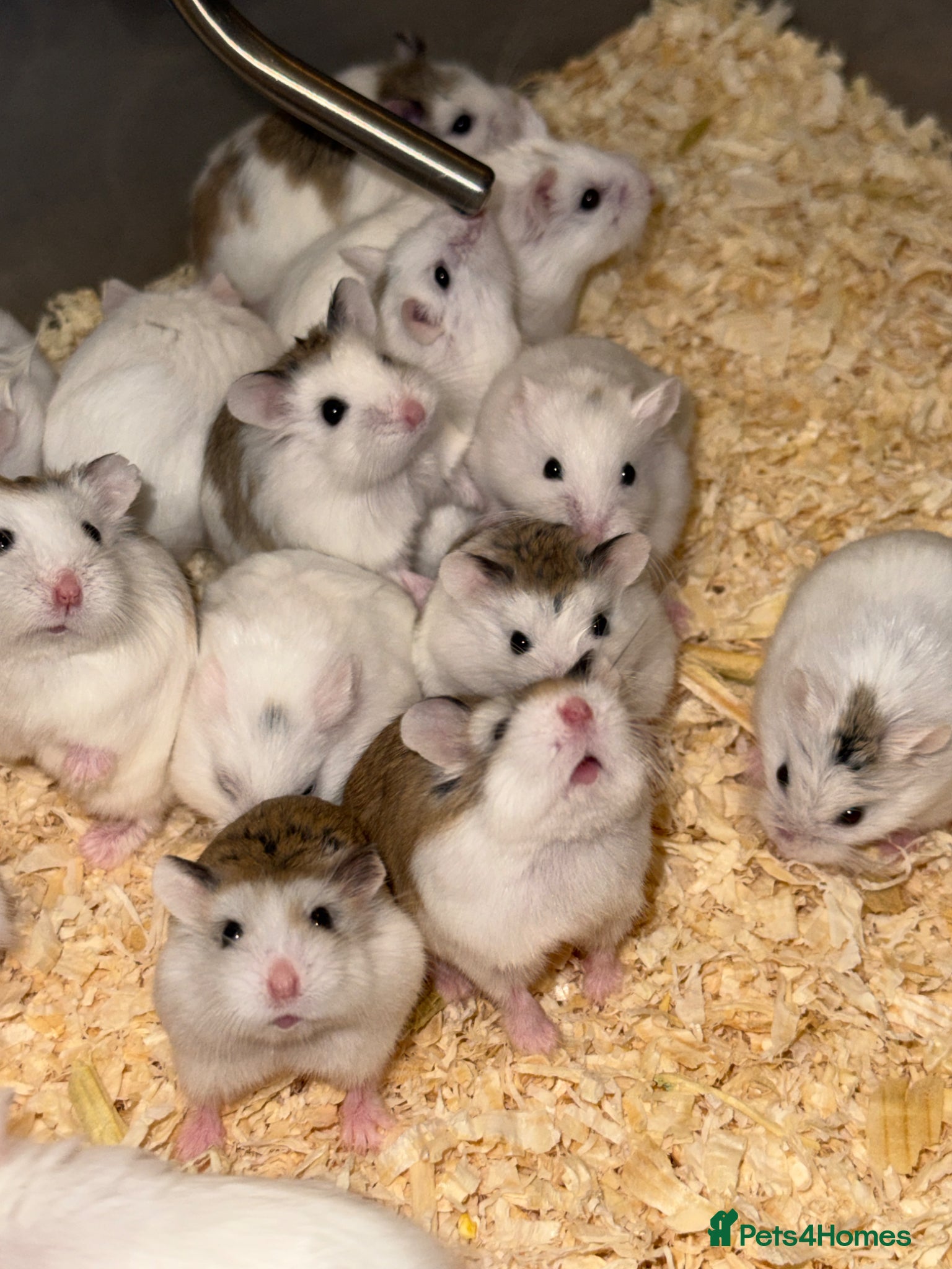 Hamster rodents for sale: Baby Roborovski Hamsters for Sale in St. Neots - Advert 4