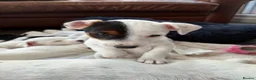 Jack Russell dogs for sale: Beautiful litter of 7 amazing Jack Russel puppies - Advert 9