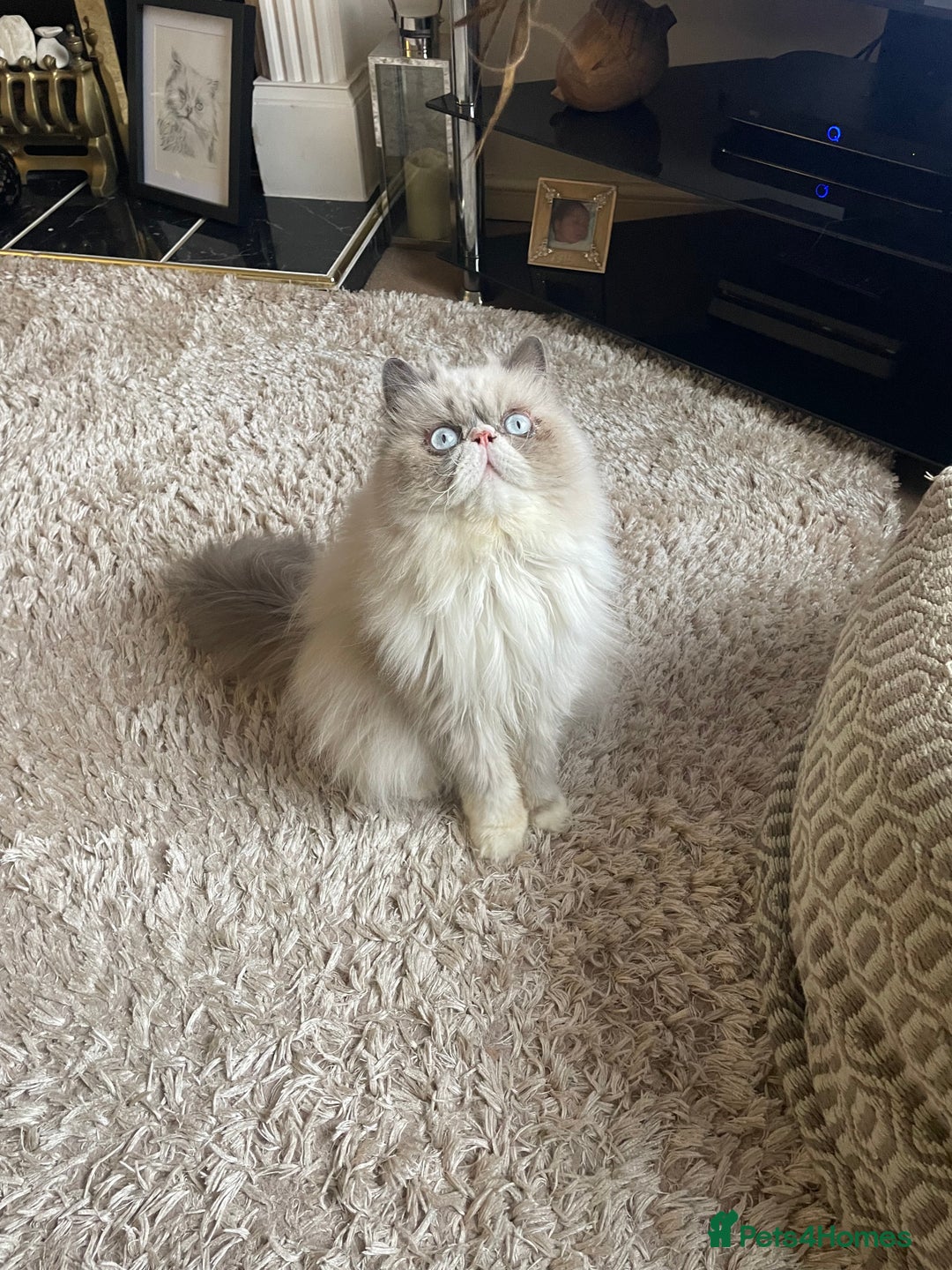 Persian cats for sale: Persian cat - Image 7