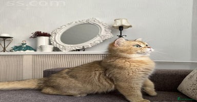 Scottish Fold cats - Advert 6