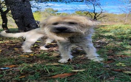 Mixed Breed dogs for adoption: Randolph, 2 - 3 yrs. Available for adoption. - Image 18