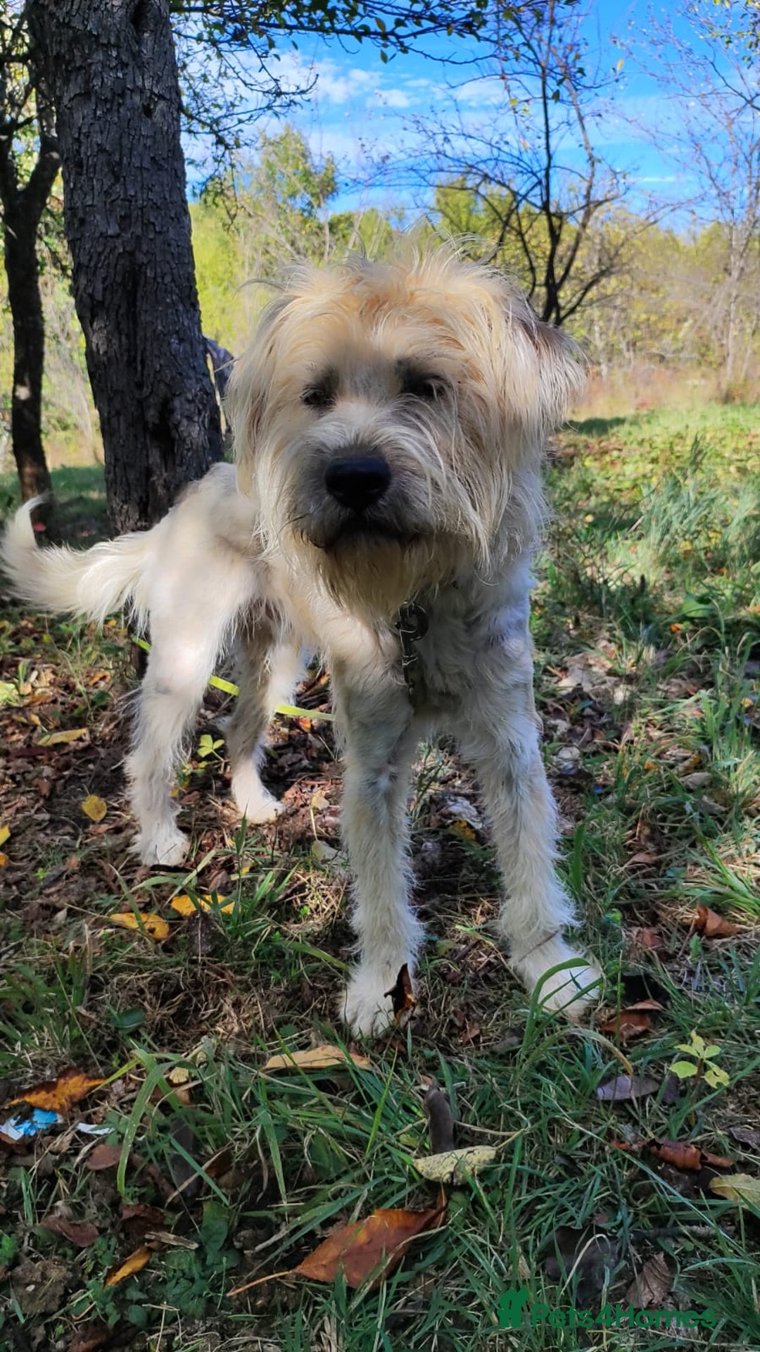 Mixed Breed dogs for adoption: Randolph, 2 - 3 yrs. Available for adoption. - Image 18