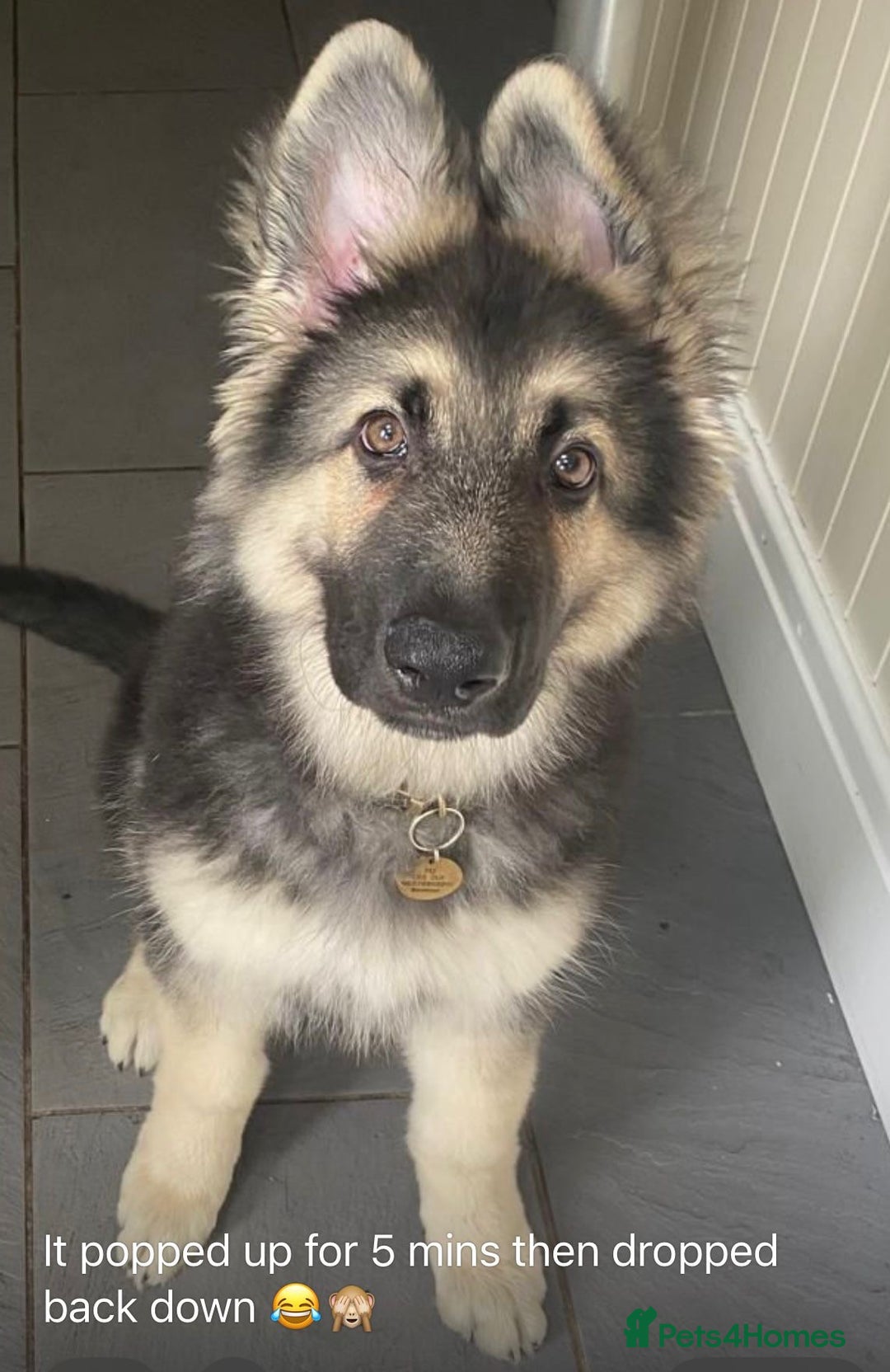 German Shepherd dogs for stud: Blue kc gsd stud  in Oldham - Image 19