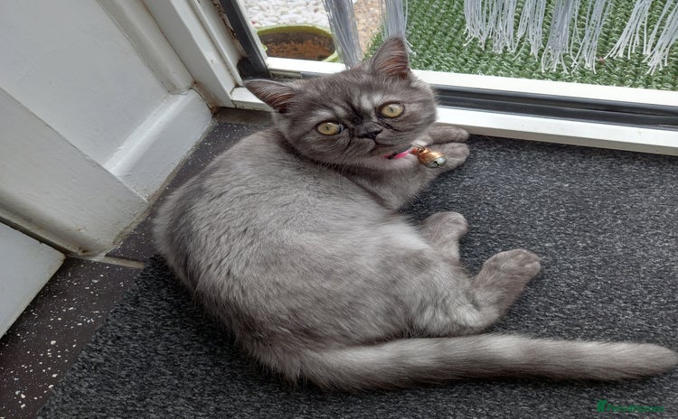 Exotic cats EXOTIC 18 MONTH FEMALE - Advert 1