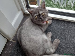 Exotic cats EXOTIC 18 MONTH FEMALE - Advert 1