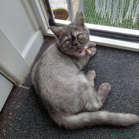 Exotic cats EXOTIC 18 MONTH FEMALE - Advert 1