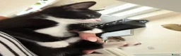 Mixed Breed cats for sale: Black and white girl and Tiger girl - Advert 4