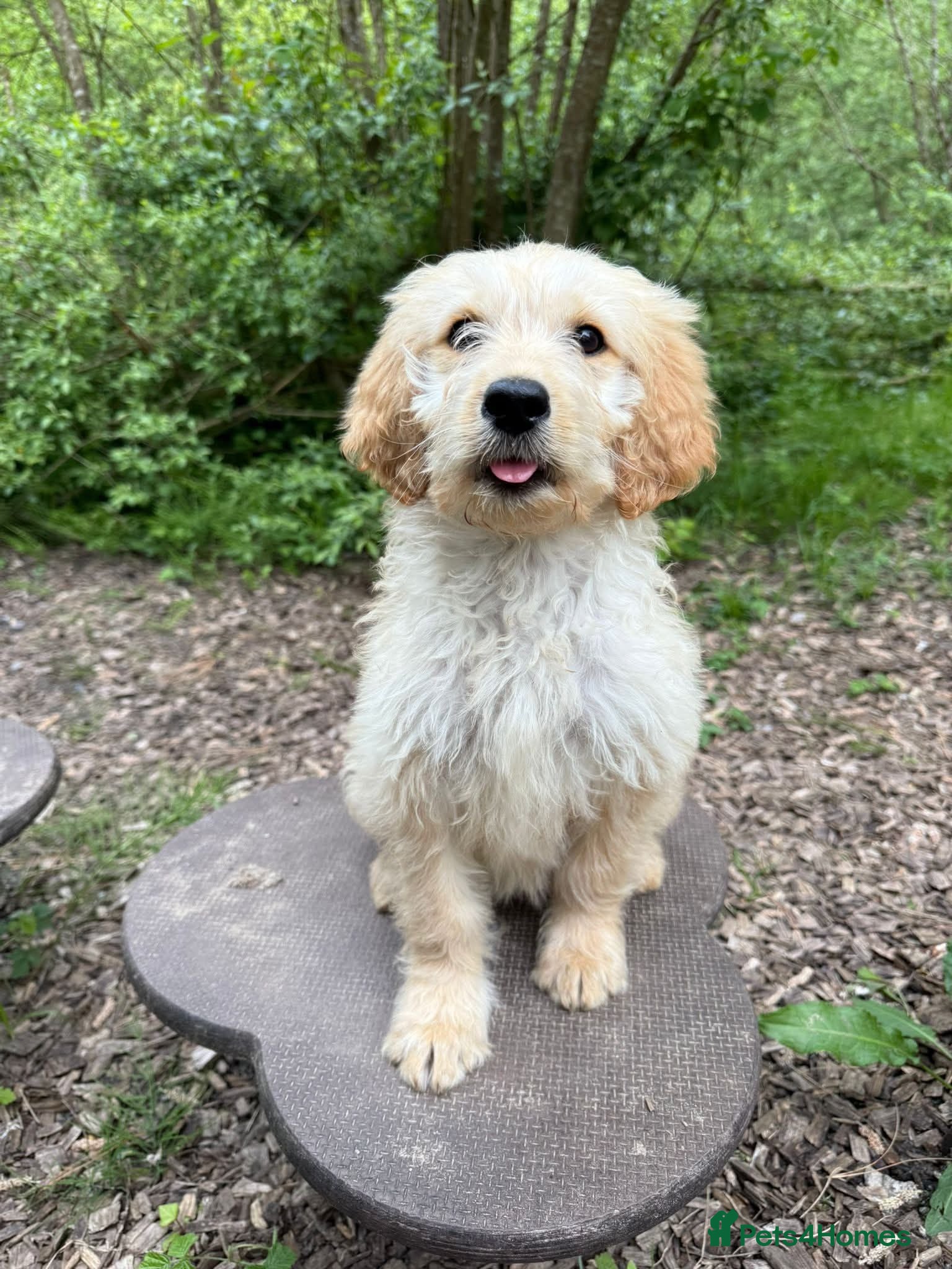 Goldendoodle dogs Beautiful Trained Goldendoodle Male Puppy - Advert 1