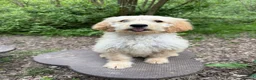 Goldendoodle dogs for sale: Beautiful Trained Goldendoodle Male Puppy - Advert 1