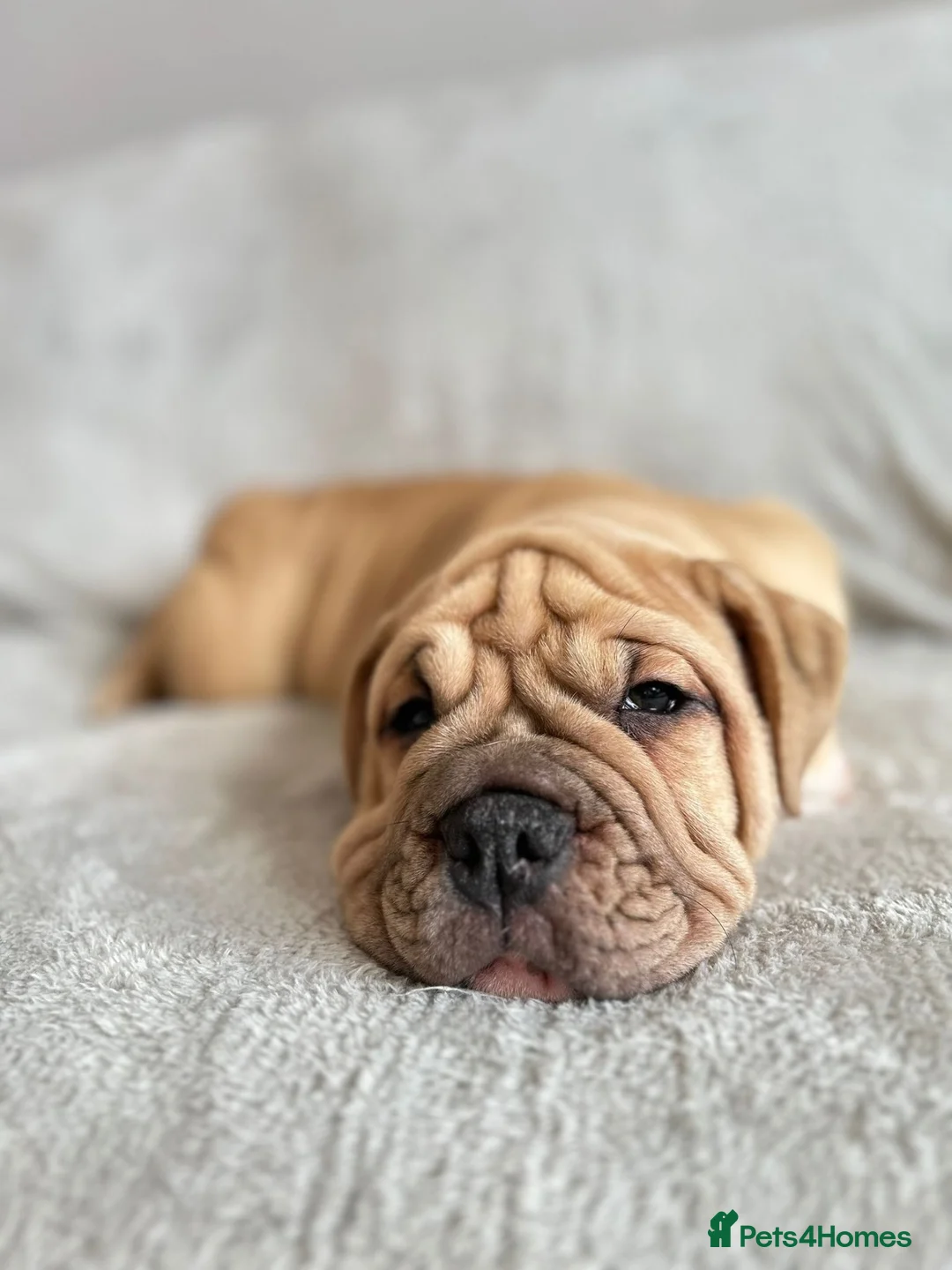 Mixed Breed dogs for sale: Olde English bulldog  in Twickenham - Advert 2