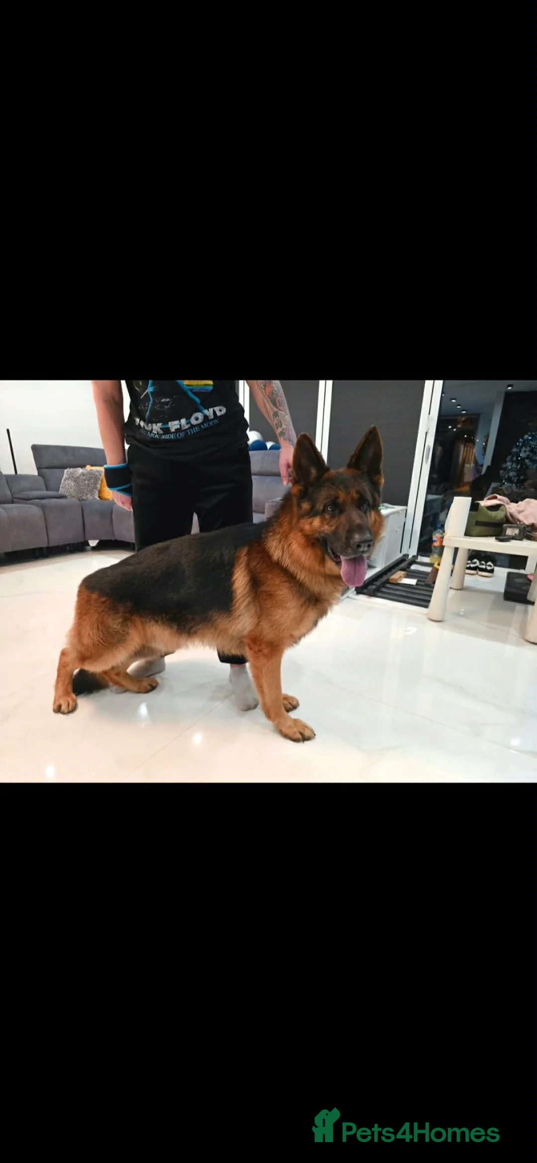 German Shepherd dogs for stud: German shepherd for stud in Wolverhampton - Advert 4