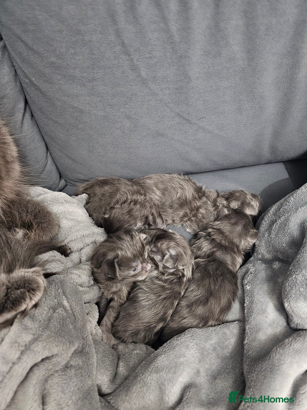 Maine Coon cats for sale: Blue Maine Coon kittens  - Advert 4